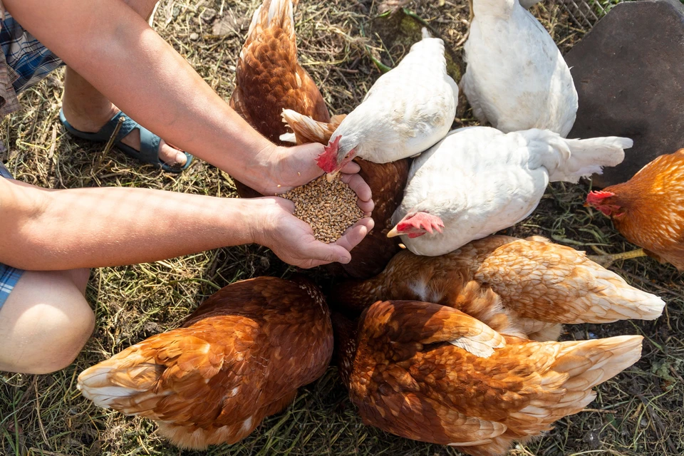Le fermier nourrit ses poules à la main avec du grain