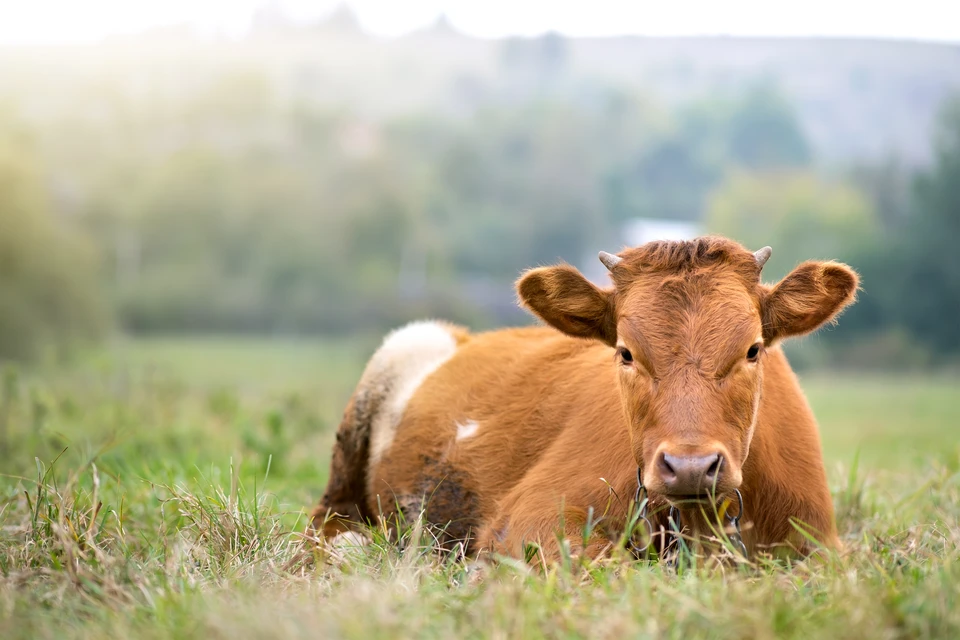 Vache rousse couchée dans prairie verdoyante, regard direct vers l'objectif, posture détendue au repos