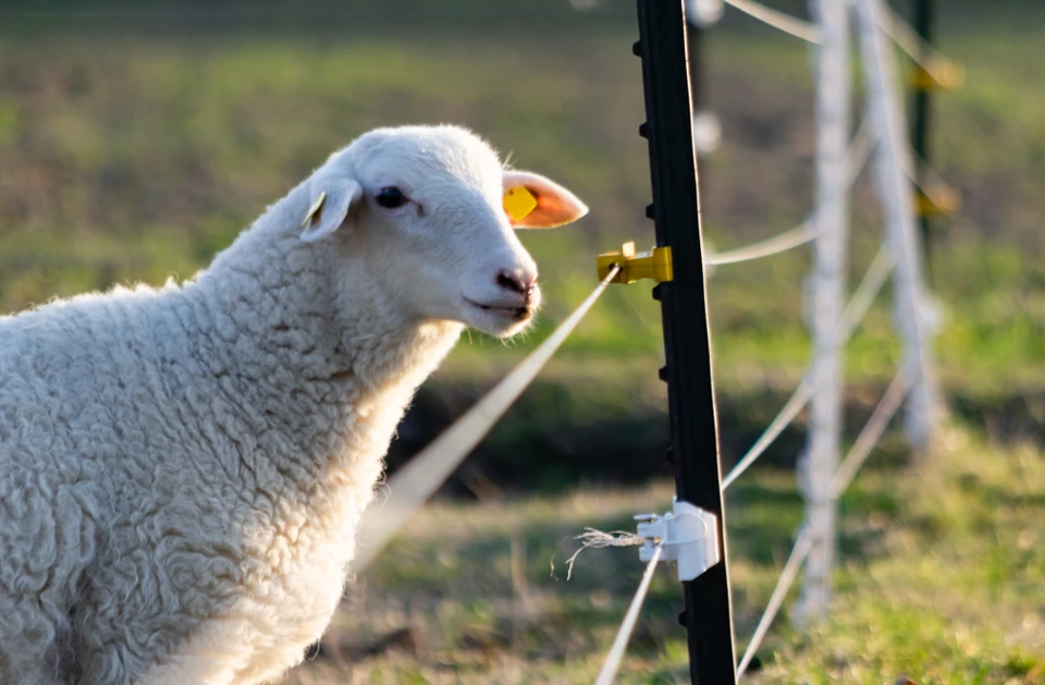 Mouton blanc en extérieur près d'une clôture électrique agricole, regardant vers l'objectif dans un pré herbeux avec lumière naturelle douce